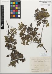 Foto von Salix myrsinifolia Salisb.